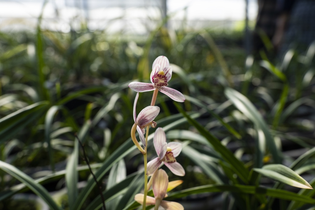 藏在福建漳州南靖的世外桃源,南靖世外桃源