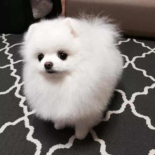 博美缺点和优点,博美有什么弱点