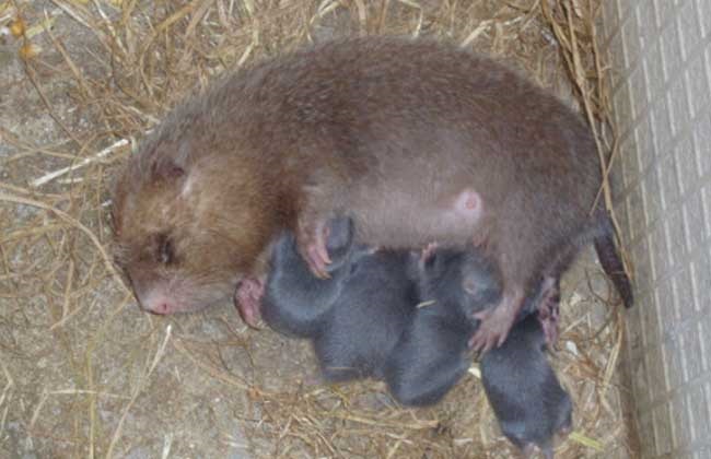 今年竹鼠养殖前景,现在竹鼠养殖前景如何