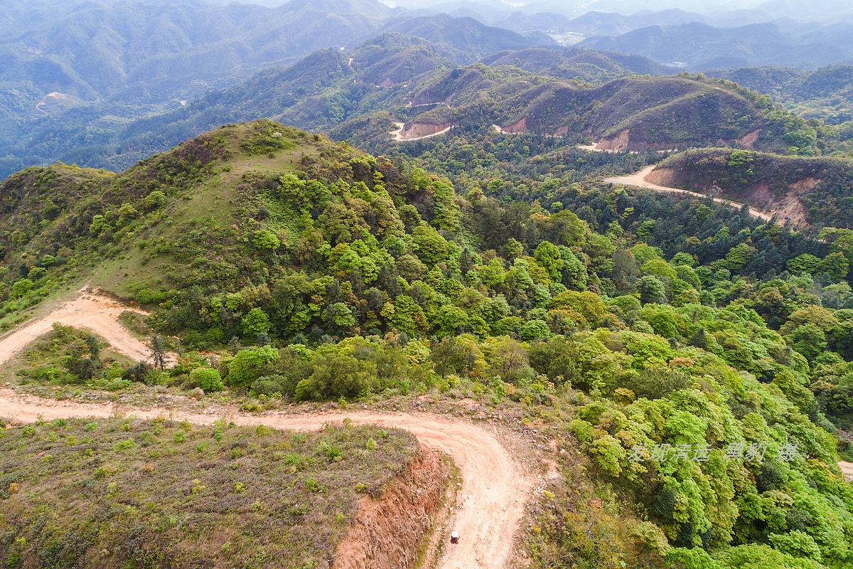 走最远的路,航拍广东最壮美的野生杜鹃花海