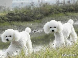 泰迪（犬类品种）”一般是指“贵宾犬（犬类品种）