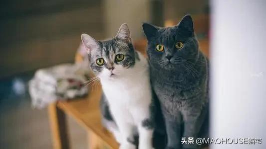 训练猫抓老鼠的方法,训练猫的100个技巧