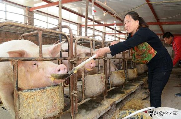 母猪采食量低的原因及解决方案,母猪哺乳期厌食是怎么回事