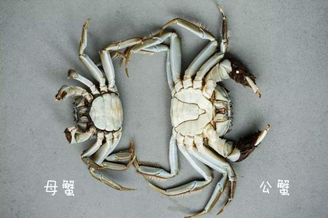 买螃蟹一般买几两的,买螃蟹的猫腻有哪些