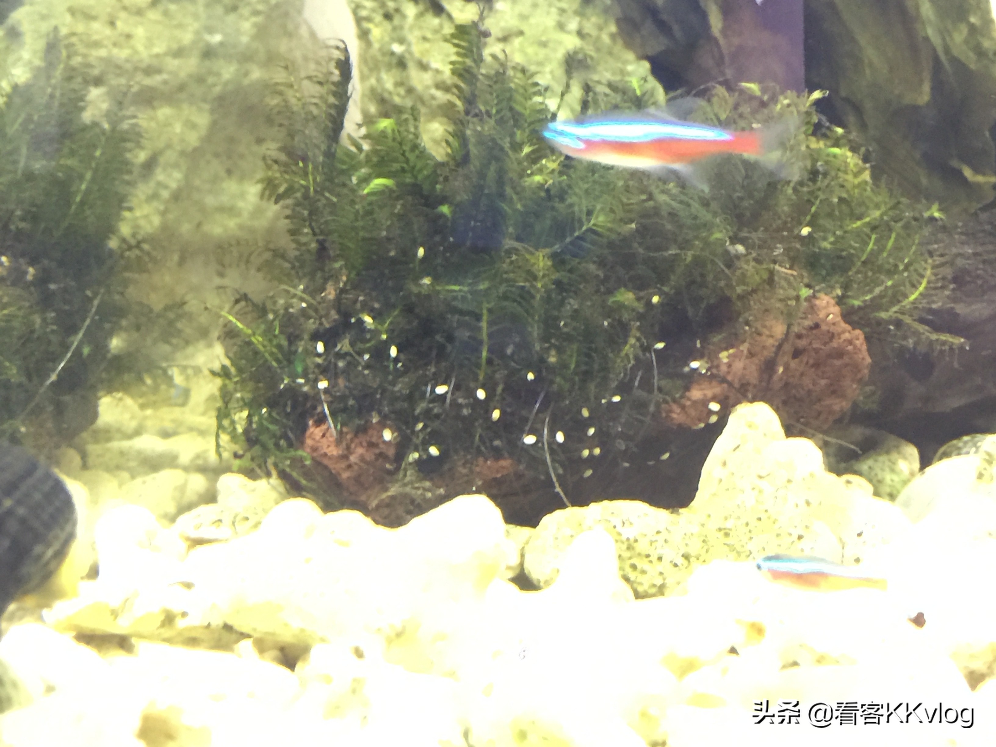 可以在缸内繁殖的观赏螺,观赏螺入缸步骤