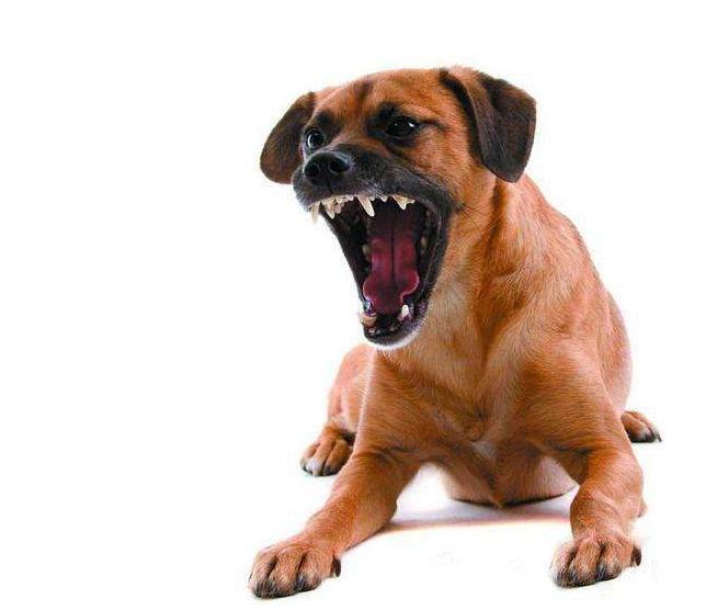 狗狗爱咬人该怎么办,狗狗开口咬人怎么训练不咬人