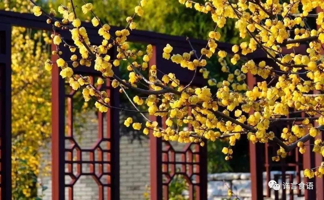 腊梅怒放,蜡梅始盛开暗香扑面来