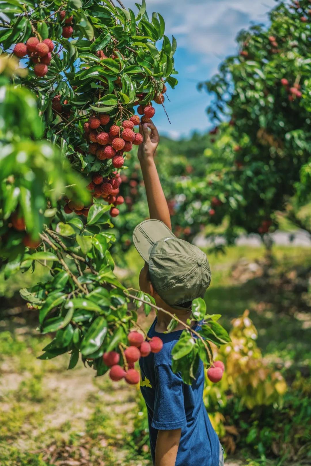 来到海南吃荔枝,到海南吃到的热带水果