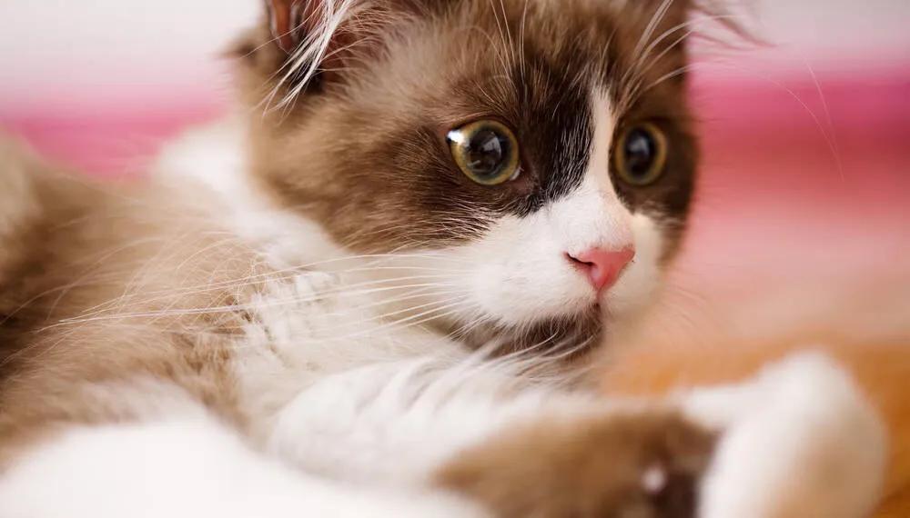 朝花夕拾对狗猫鼠的看法,朝花夕拾中狗猫鼠的温馨回忆