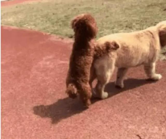 泰迪真的有那么“好色”吗？其实我们都冤枉它了，它也很无辜