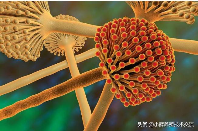 家禽腺肌胃炎最佳治疗方法,蛋鸡腺肌胃炎严重怎么治疗