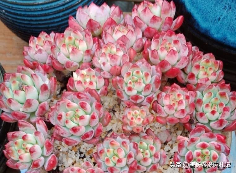 只用黄沙养多肉可以吗,多肉在小黑盆里养行吗