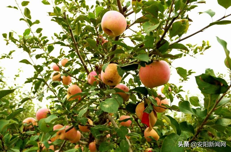 果园采摘新疆阿克苏糖心苹果,老家果园的苹果熟了欢迎来品尝