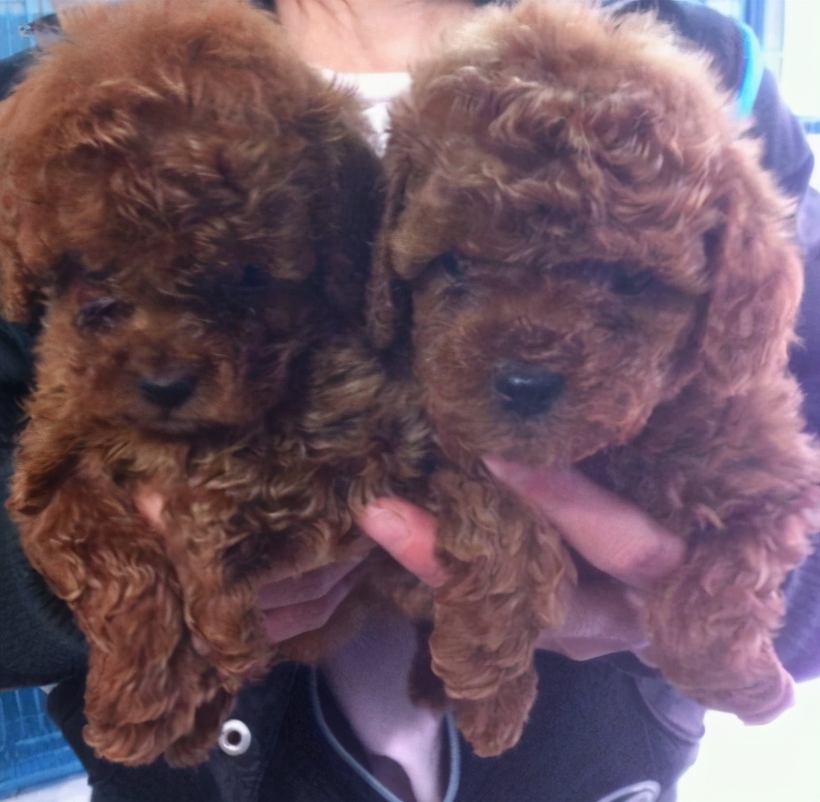 泰迪犬串串毛摸着粗糙是像土狗吗,如何区分泰迪犬纯种还是串