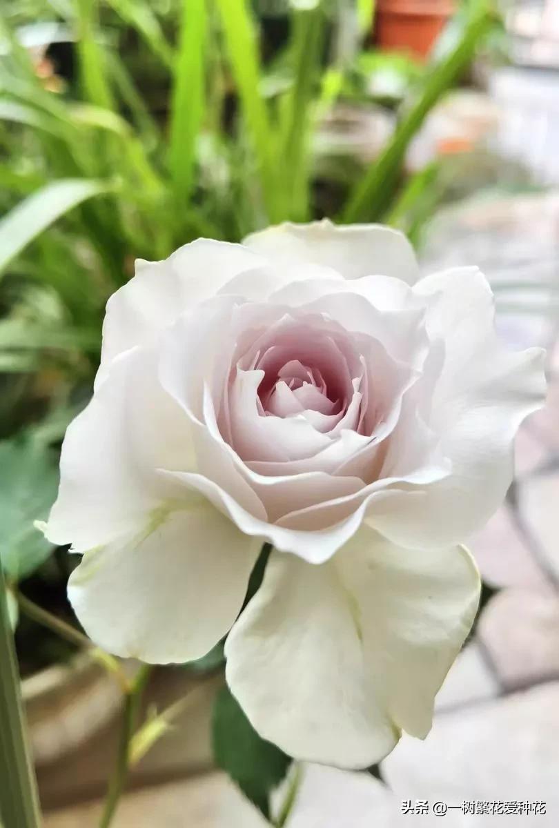 蓝紫青龙月季优缺点,天狼蓝紫月季