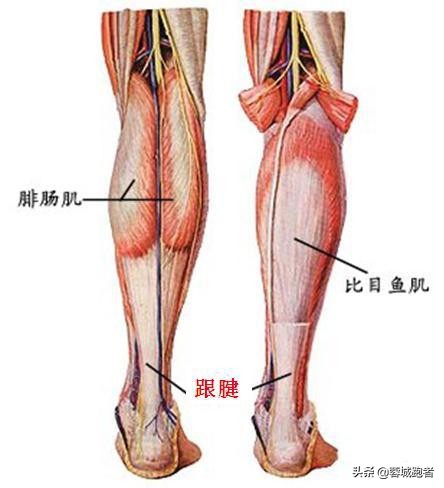 跑步初学者必须了解的5个真相,跑步常识与认知