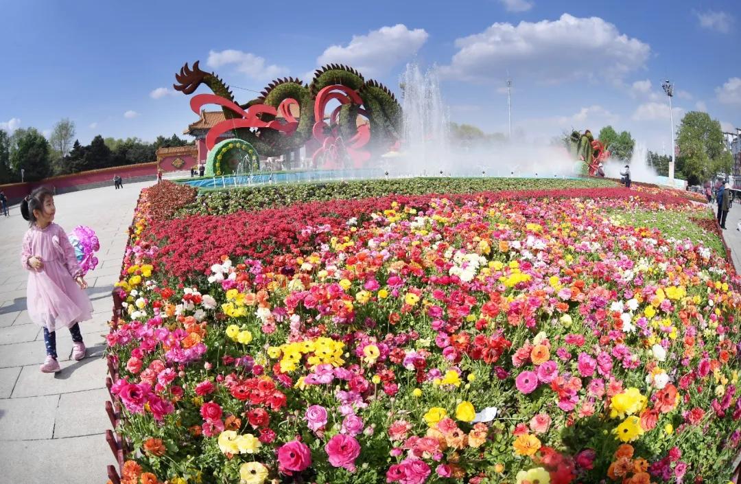 60多种100万株的郁金香花海,50万株樱花