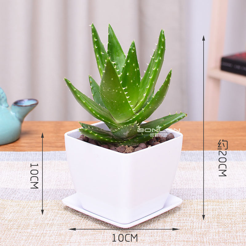 适合室内养的绿色植物,有什么室内绿色盆栽植物好养