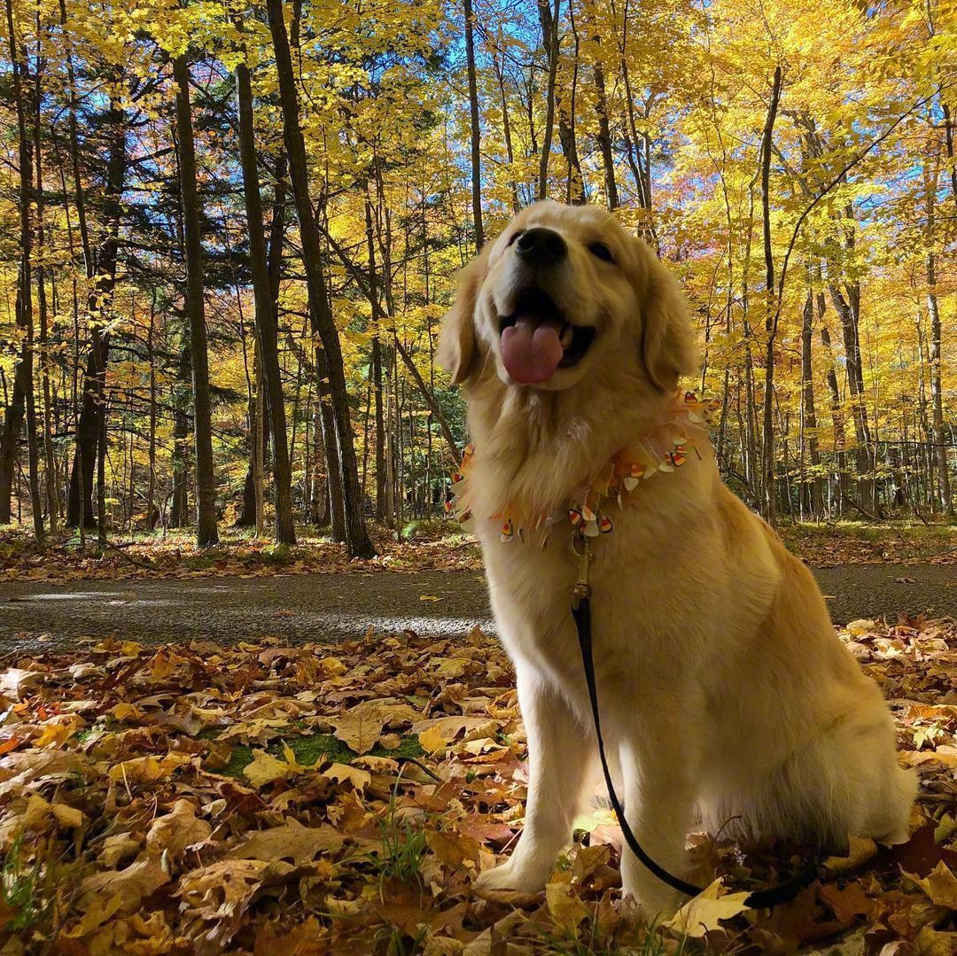 金毛禁止喂什么食物,两个月的金毛喂多少食物