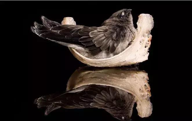 给小朋友炖燕窝,给小朋友炖的燕窝