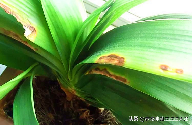君子兰叶片发黄干枯怎么处理,君子兰根部底座部分干枯发黄