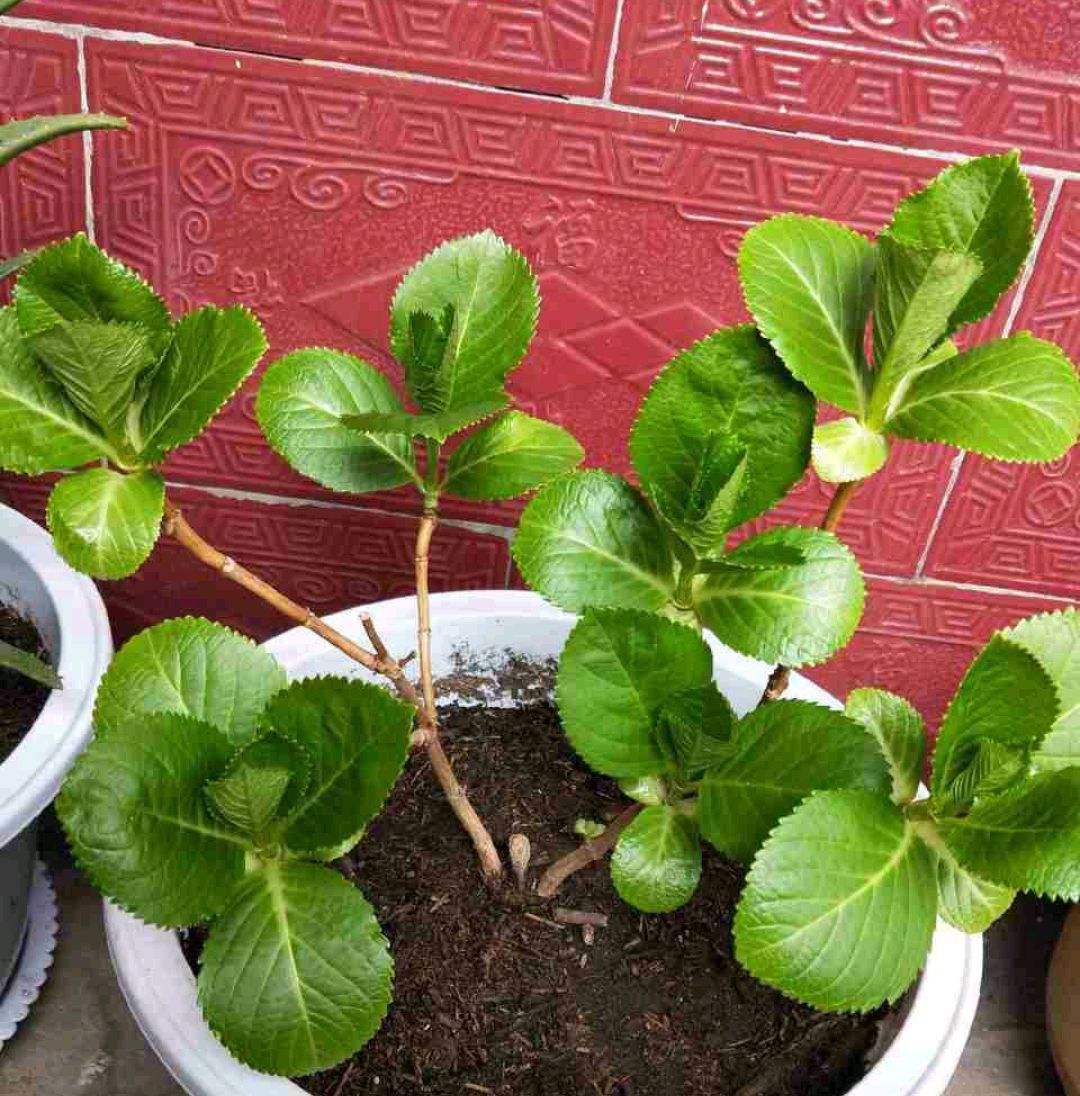 夏天养绣球鲜花,夏季修剪绣球多久浇水