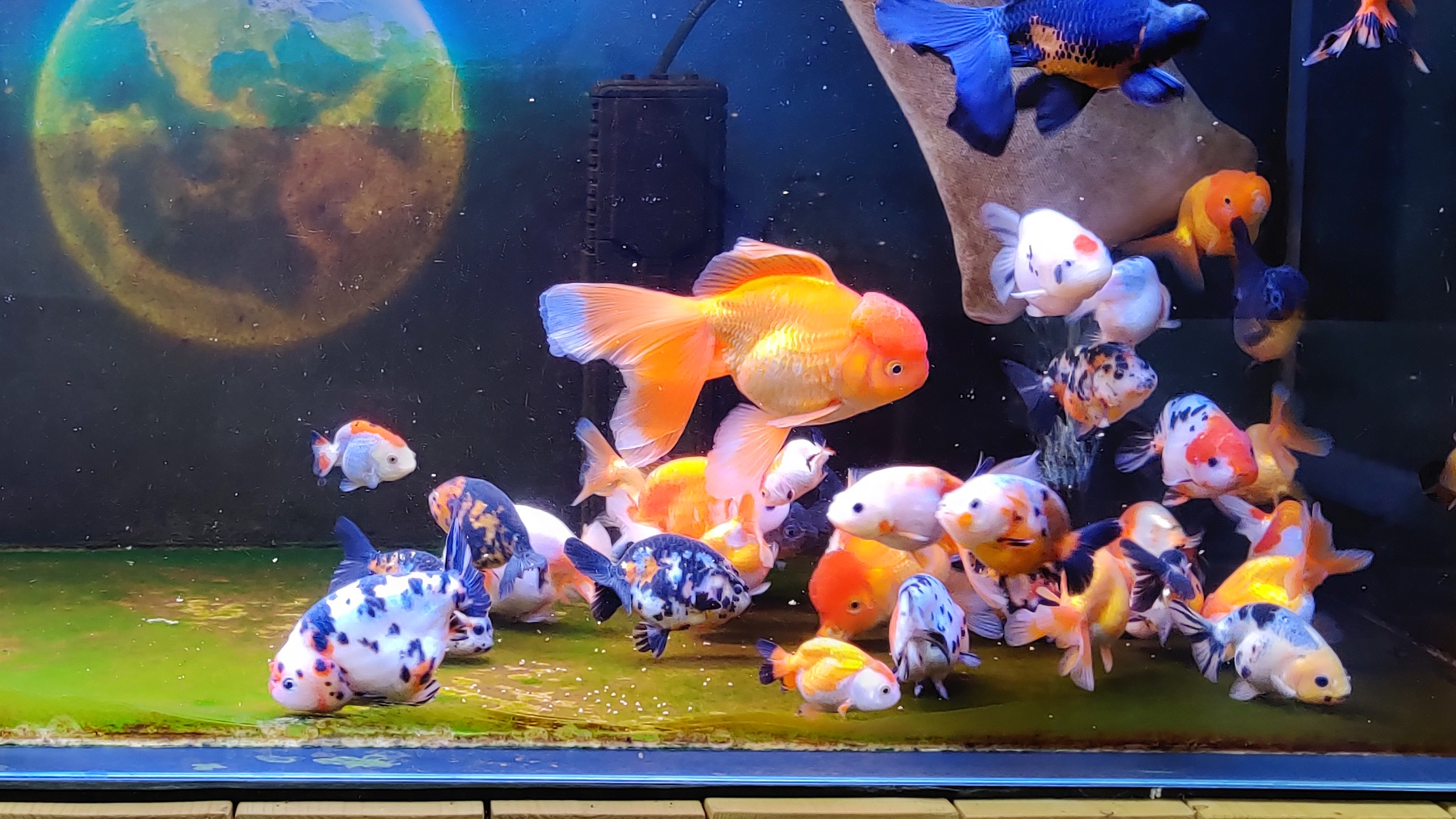 绿水养金鱼大概几天换一次水,绿水养金鱼的最佳时间