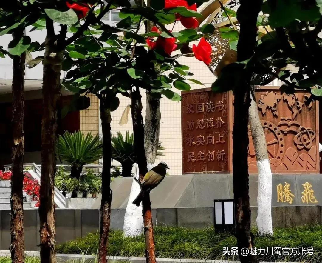 家长对学校家园合作评价,学生对绵阳南山中学评价