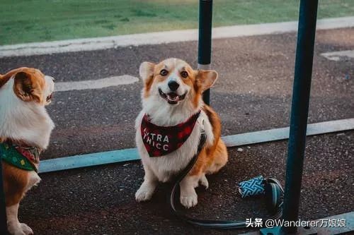 10句特别阳光的英文句子，撑不下去的时候读一读，舒怀很多