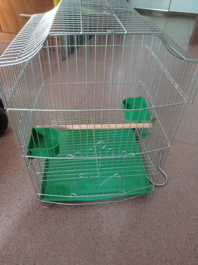 家里添了一个新成员,三百元进手的海南八哥