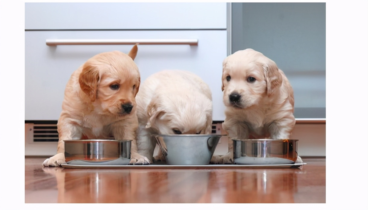 新手养狗不妨养这5种好养又不臭,新手养狗的一些必备常识