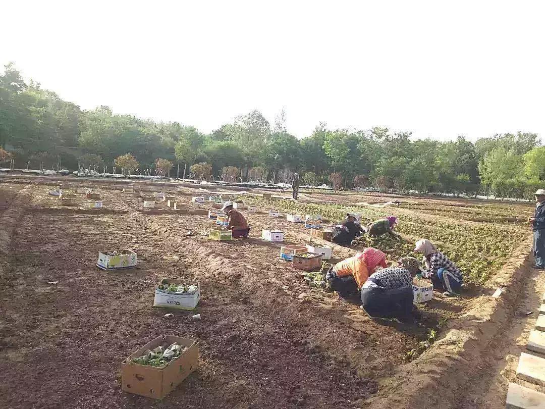 包头市新花海景点,包头最美的地方