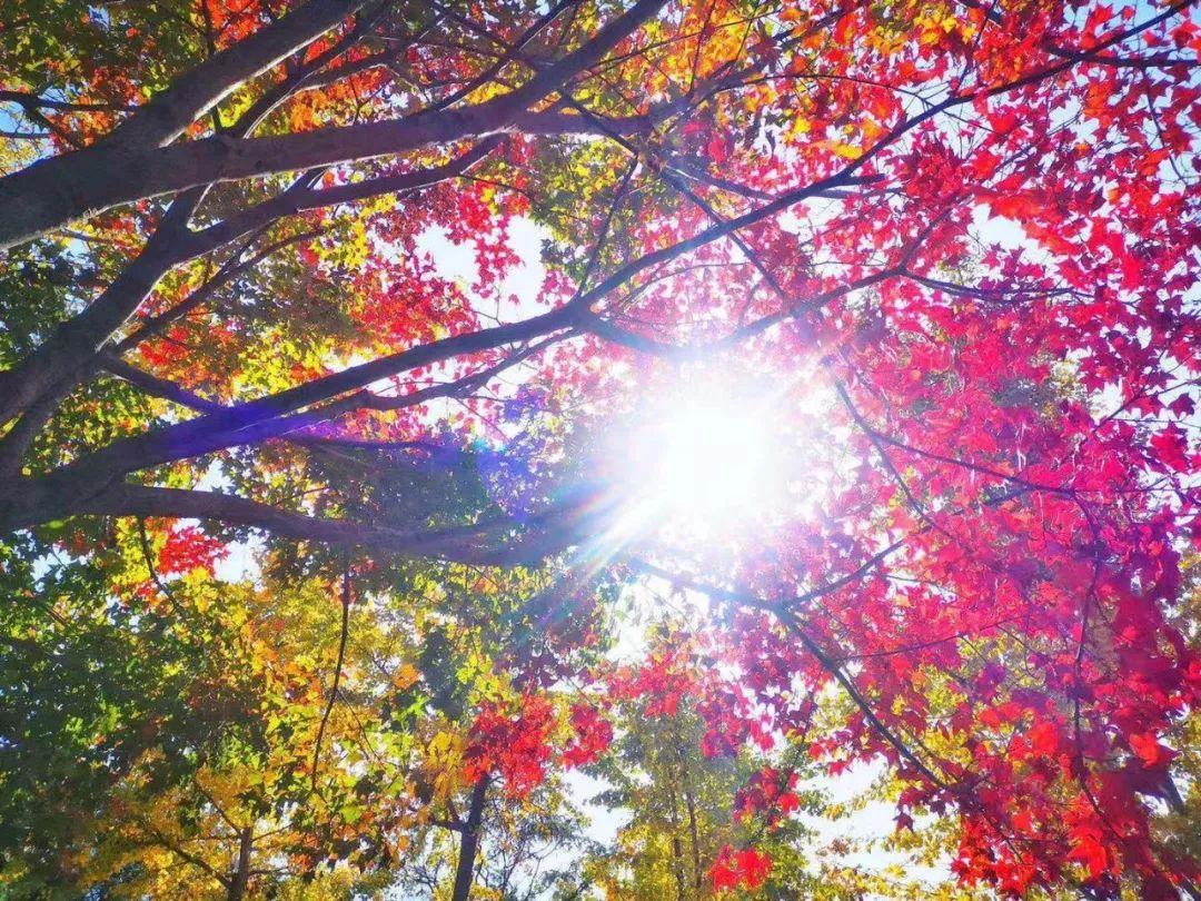 清凉寨春节活动,清凉寨枫叶节