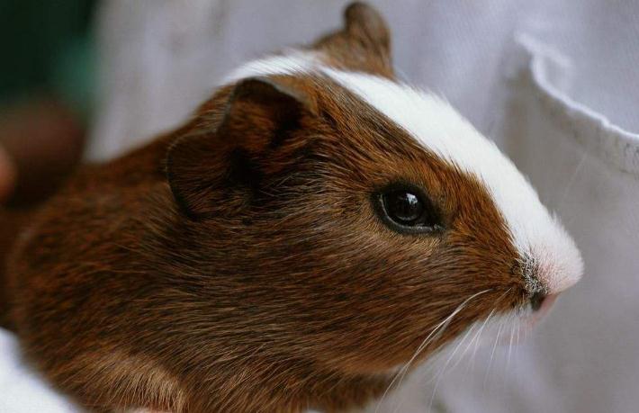 世界上寿命最长的十种哺乳动物,远古时期灭绝的哺乳动物大全