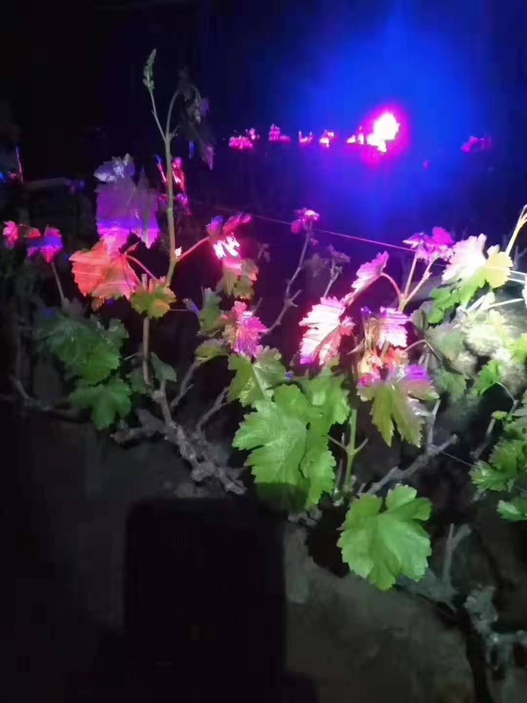 葡萄园套种火龙果,种了两棚火龙果一年收入11万