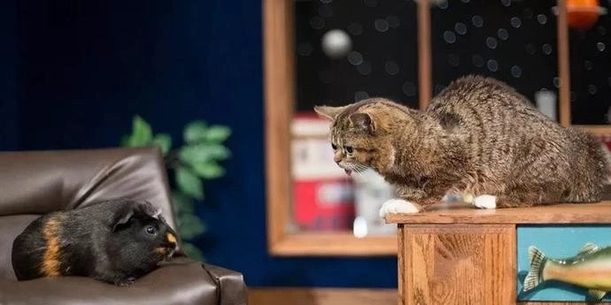 先天疾病的网红猫,得了心脏病的一只网红猫