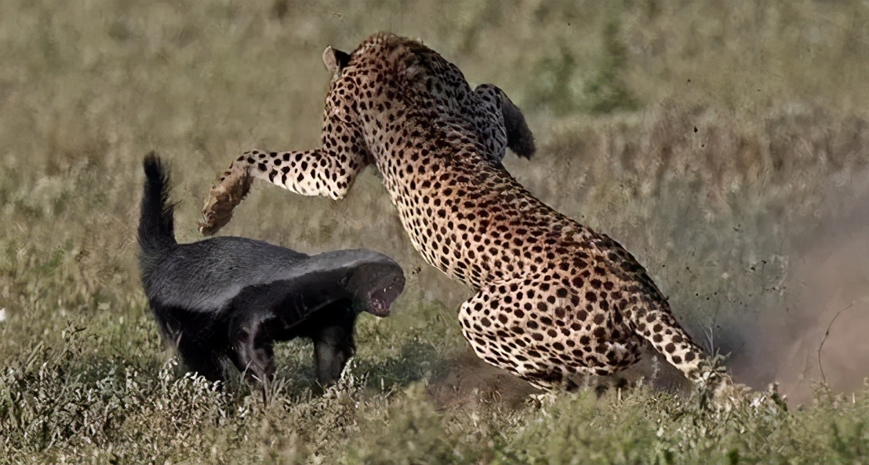 被世界上称为最无畏的动物平头哥,世界上最无所畏惧动物号称平头哥