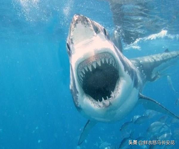 被割掉鱼翅的鲨鱼将会有什么下场,鲨鱼割完鱼翅放回海里还能活吗