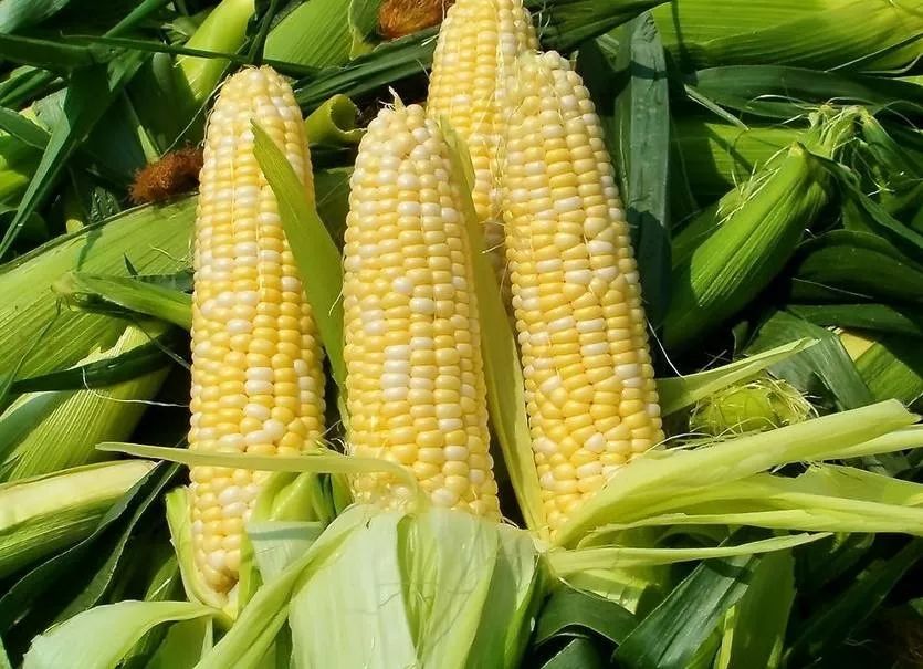 中国生物多样性面临的问题,中国农业生物资源面临的问题