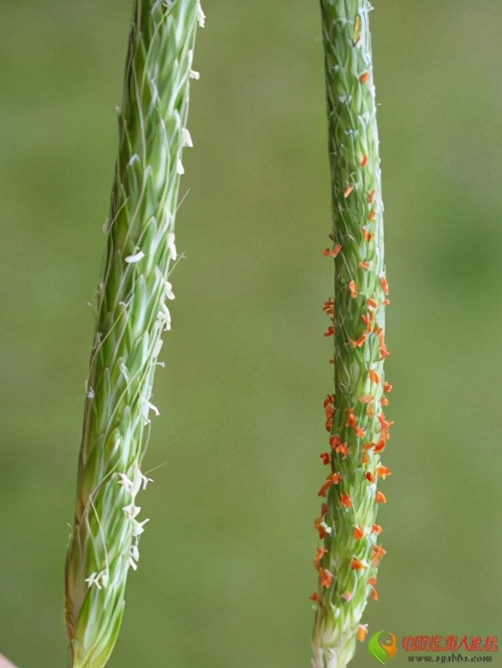 农田杂草图谱防治方法,农田主要杂草图谱