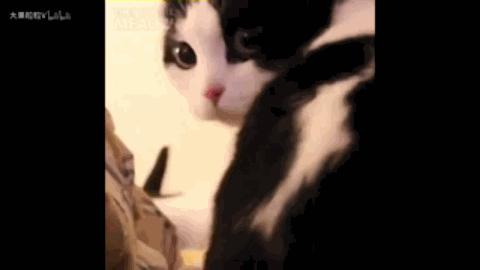 小时候养的宠物现在还活着,小时候养的宠物视频