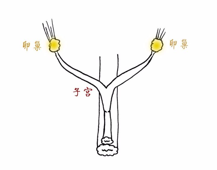 养猫必备猫咪绝育全攻略,新手养猫绝育攻略