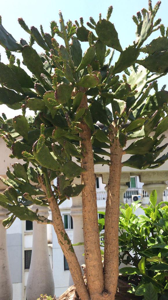 仙人掌又长又薄,仙人掌盆栽怎么养长得快