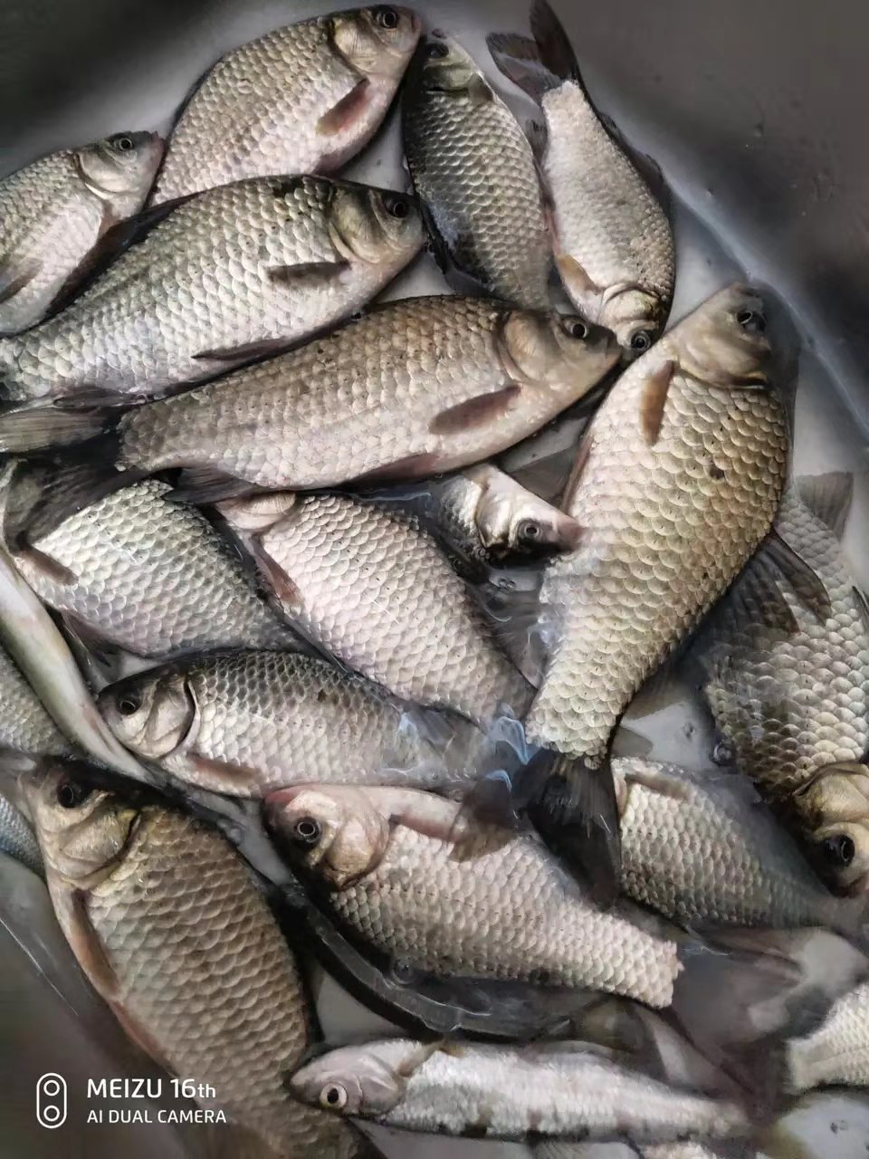 鱼口特别轻应该怎么调整,中鱼总是下口怎么调