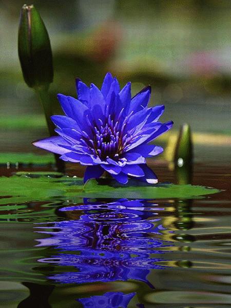 佛系最唯美的荷花图片,清新淡雅的荷花图片大全