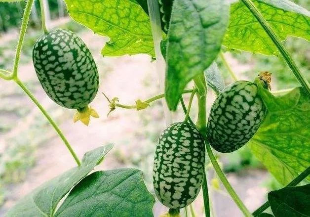 1斤10元种植什么最赚钱,田地种植什么品种最挣钱