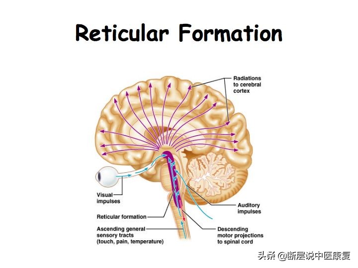 中枢神经系统断层解剖讲解,中枢神经3d解剖动画