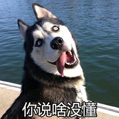 什么狗能打得过二哈,一群狗打二哈吓腿软