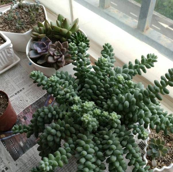 多肉玉缀锦图片,新玉缀多肉植物怎么养护