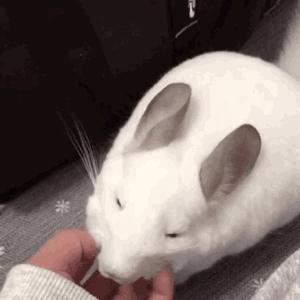 龙猫一对品种怎么选,龙猫入手前需要准备什么